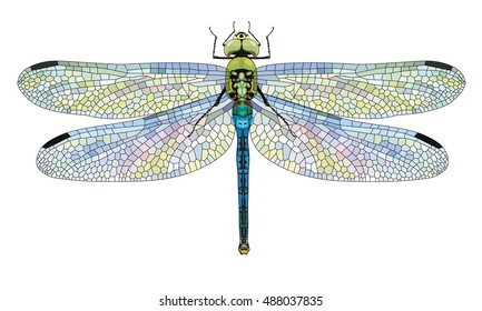 Detail Dragonfly Images Nomer 15