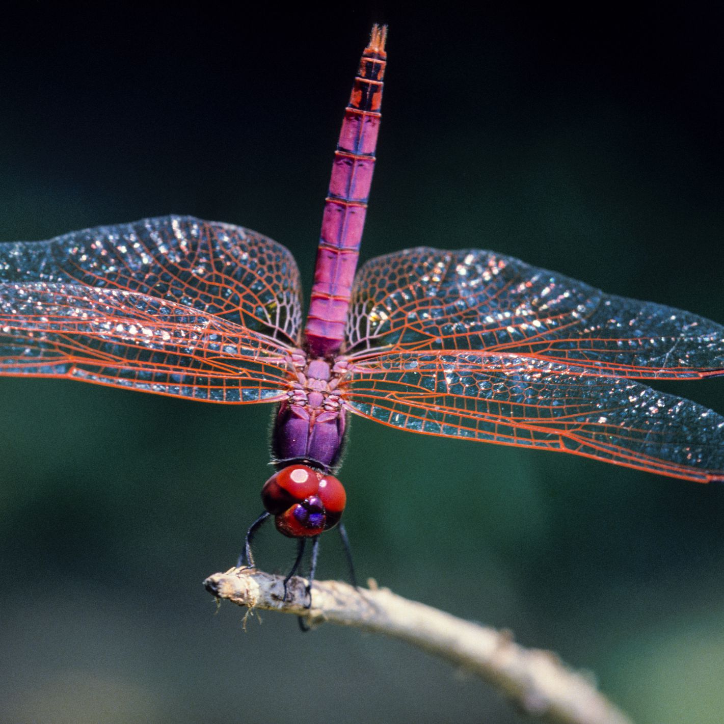 Detail Dragonfly Images Nomer 17