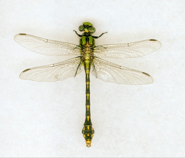 Detail Dragonfly Images Nomer 35