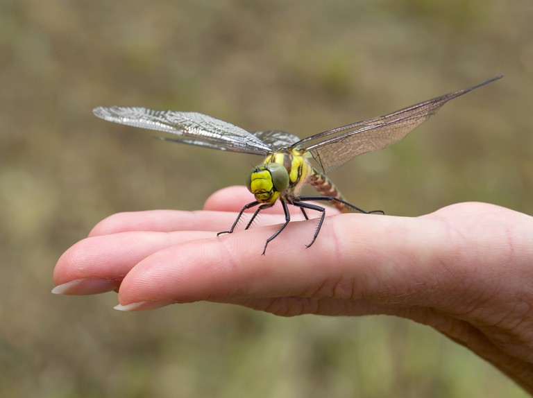 Detail Dragonfly Images Nomer 49