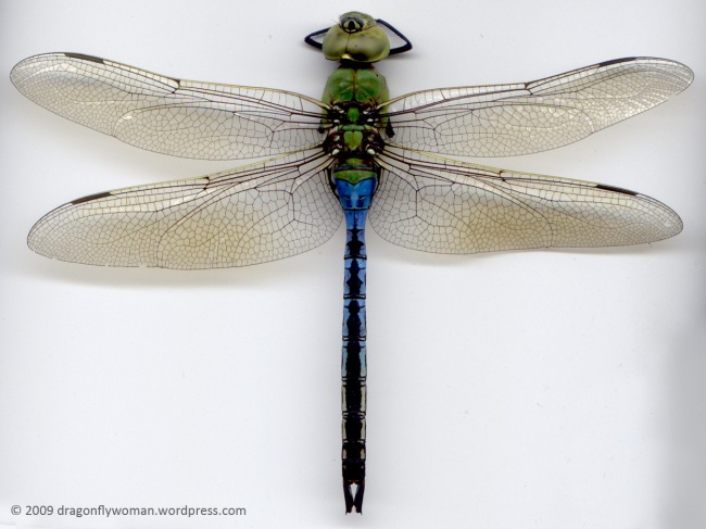 Detail Dragonfly Images Nomer 9