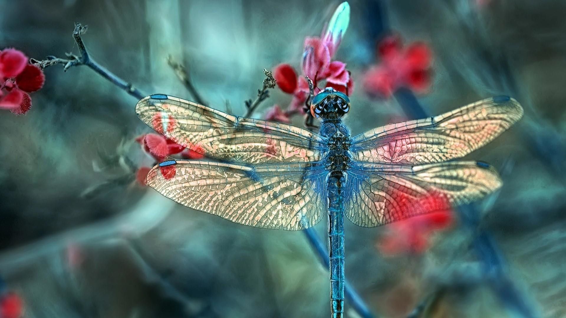 Detail Dragonfly Images Free Nomer 39