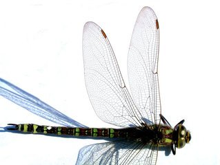 Detail Dragonfly Images Free Nomer 10