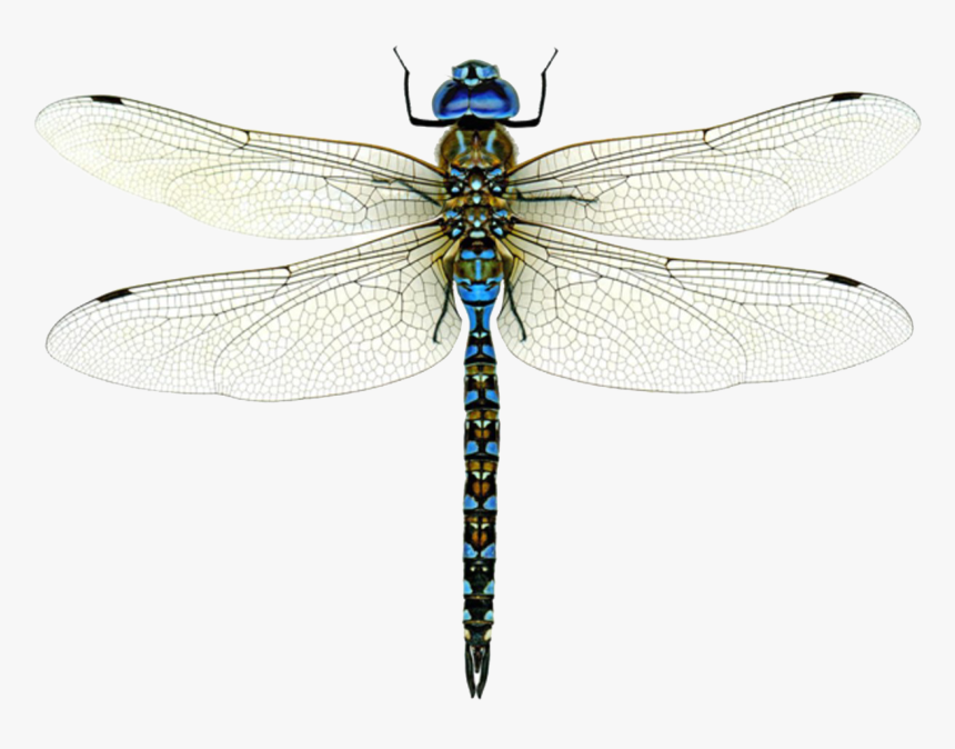 Detail Dragonfly Images Free Download Nomer 11