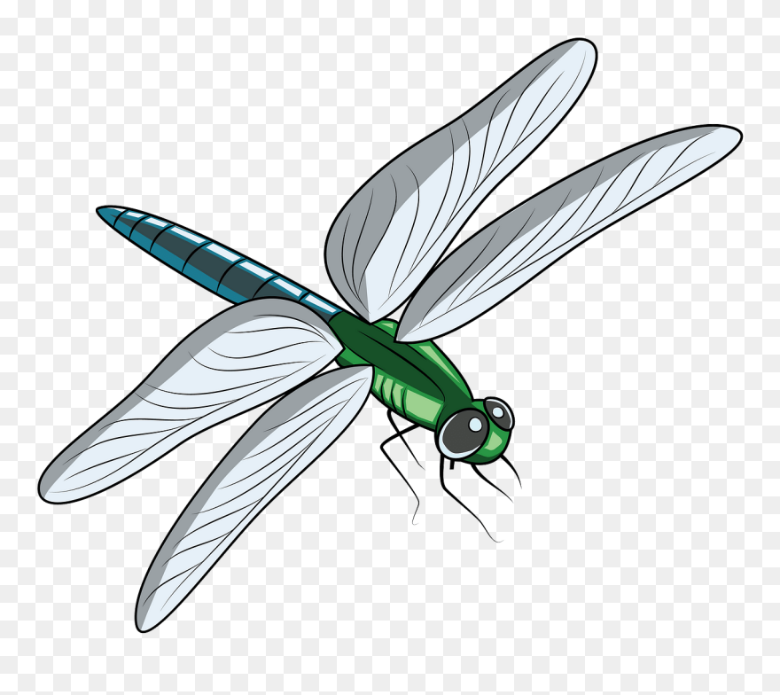 Detail Dragonfly Images Free Download Nomer 17