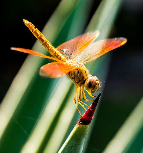 Detail Dragonfly Images Free Download Nomer 25