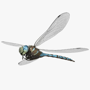 Detail Dragonfly Images Free Download Nomer 28