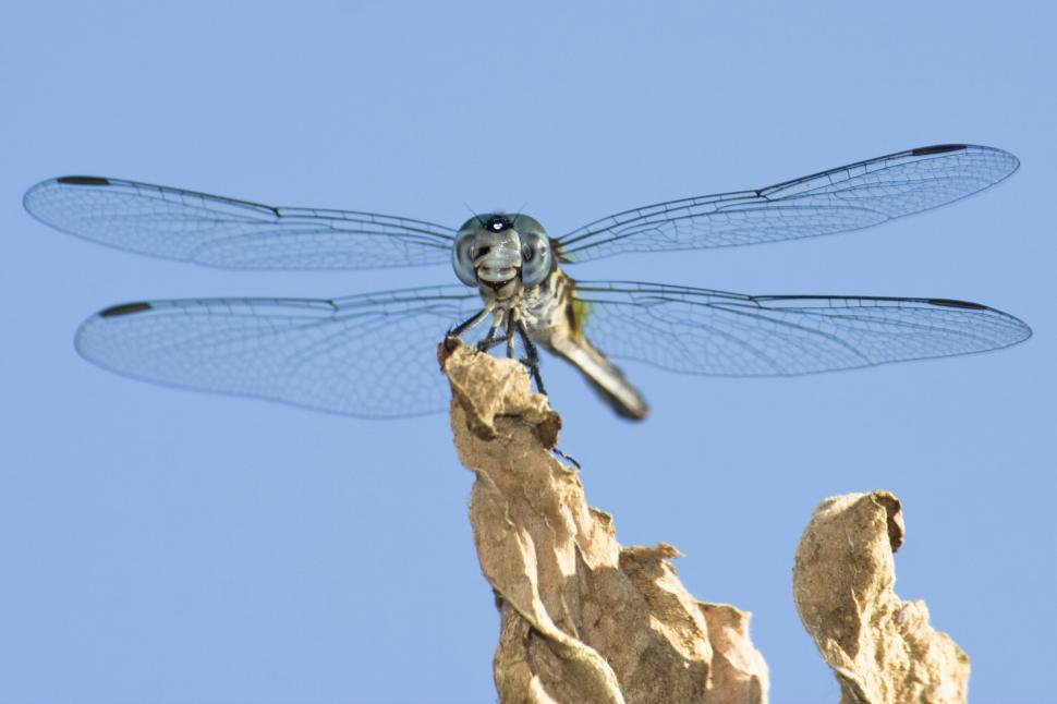 Detail Dragonfly Images Free Download Nomer 37