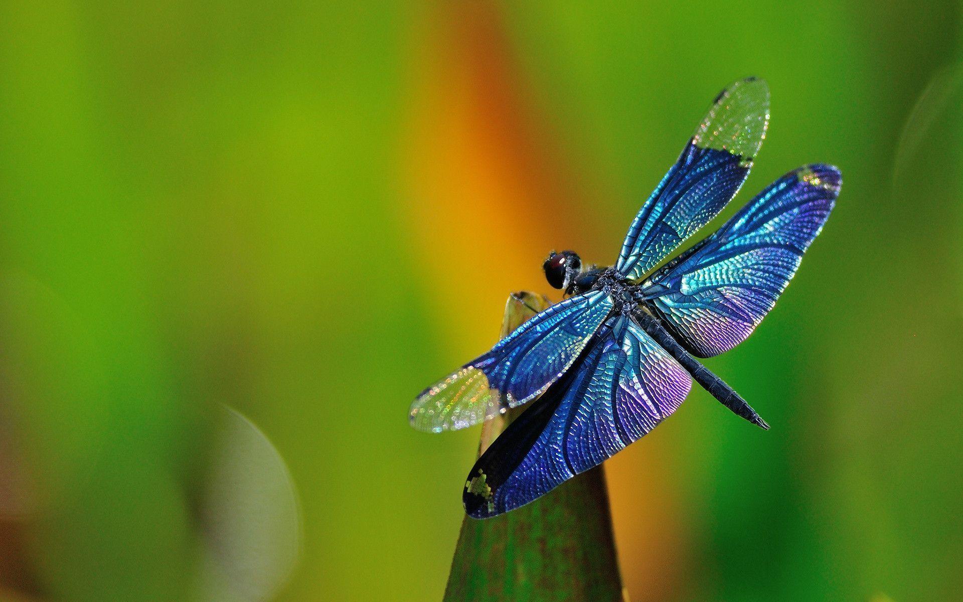 Detail Dragonfly Images Free Download Nomer 41