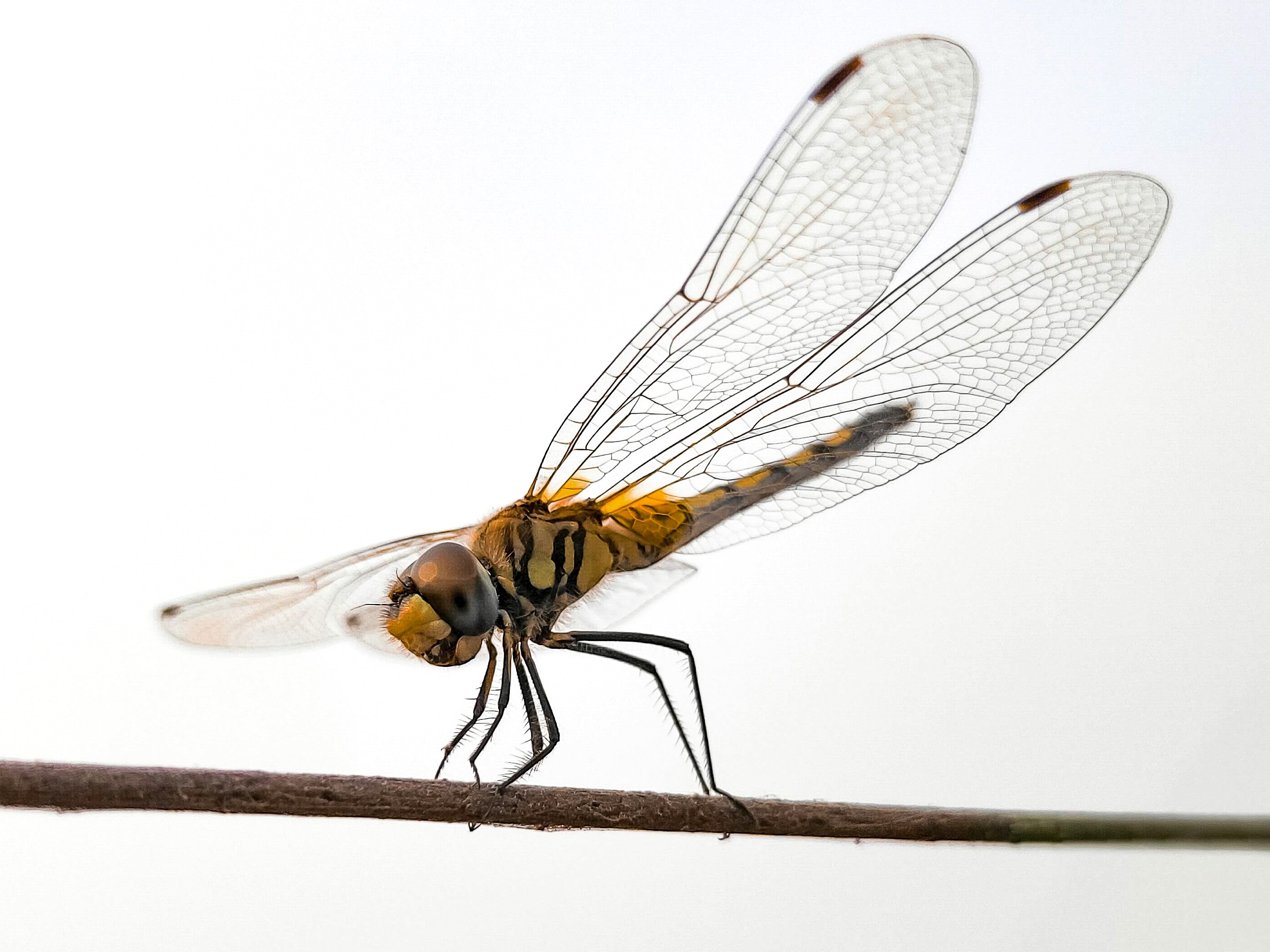 Detail Dragonfly Images Free Download Nomer 45