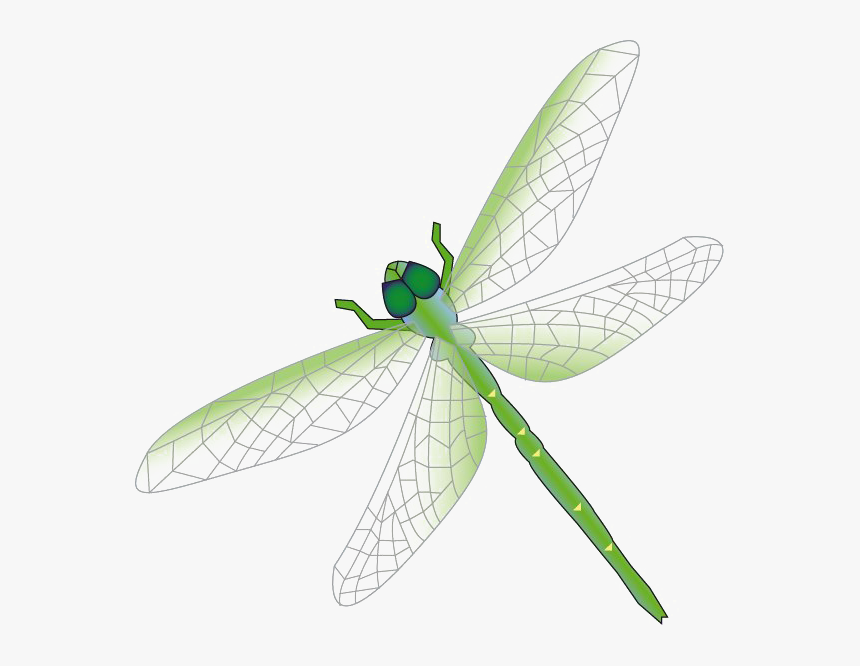 Detail Dragonfly Images Free Download Nomer 6