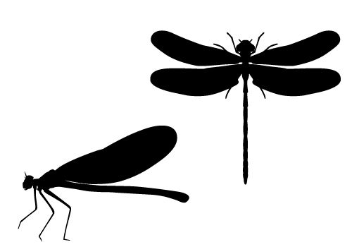 Detail Dragonfly In Flight Silhouette Nomer 33