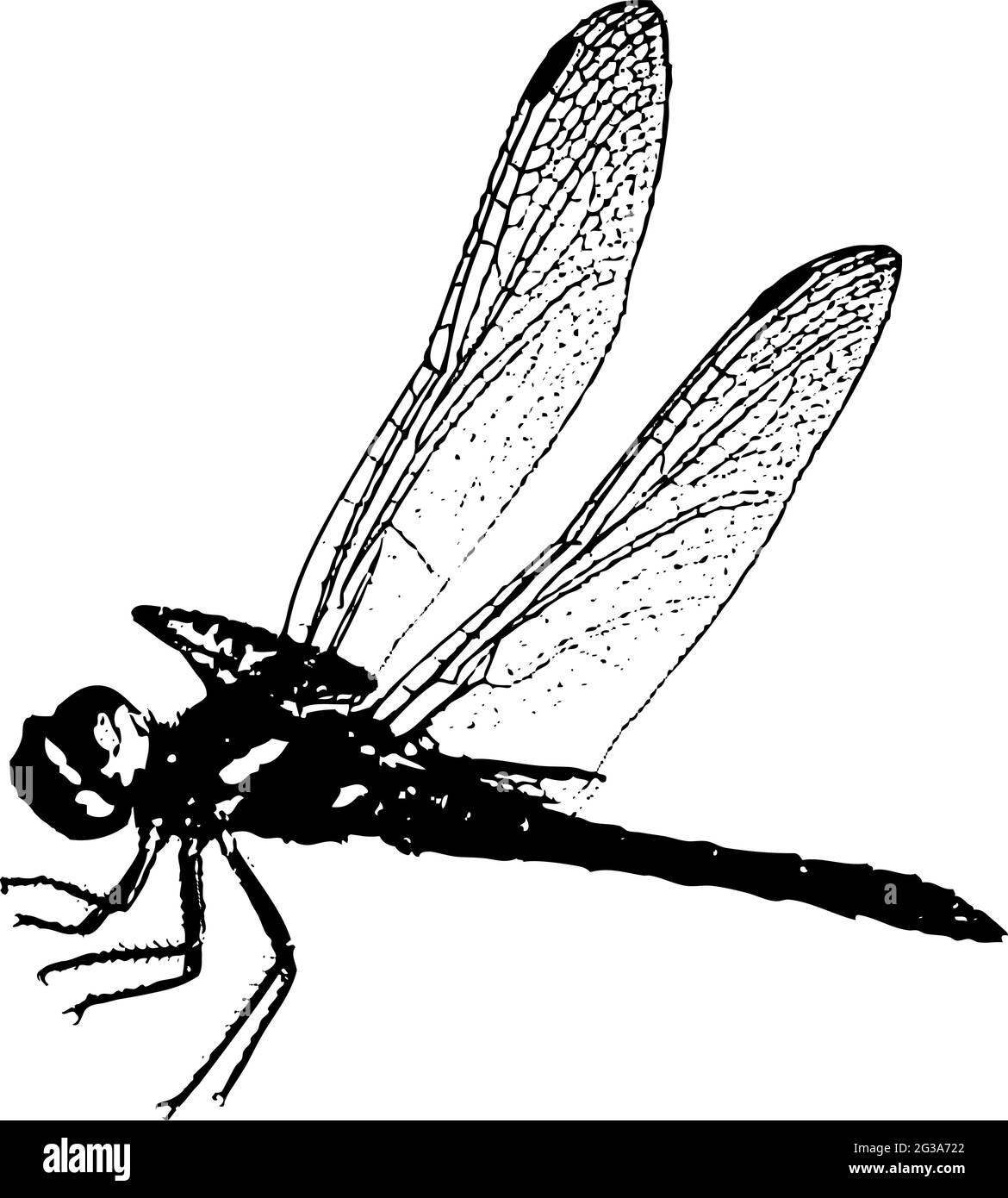 Detail Dragonfly In Flight Silhouette Nomer 51