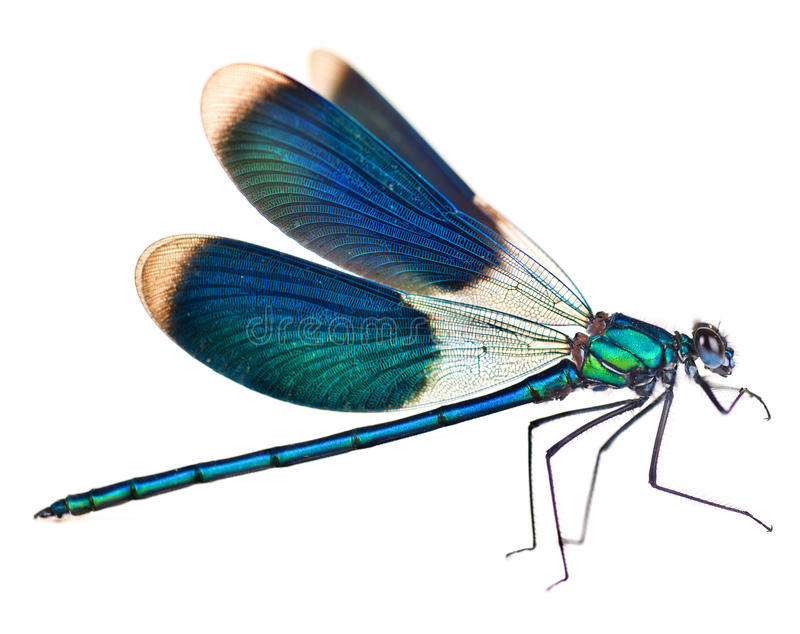 Dragonfly Pics Free - KibrisPDR