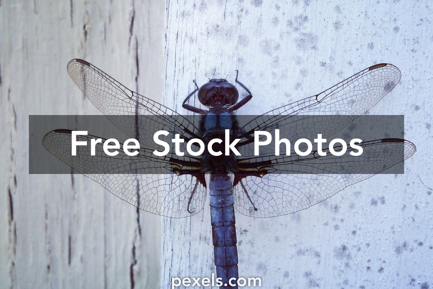 Detail Dragonfly Pics Free Nomer 4