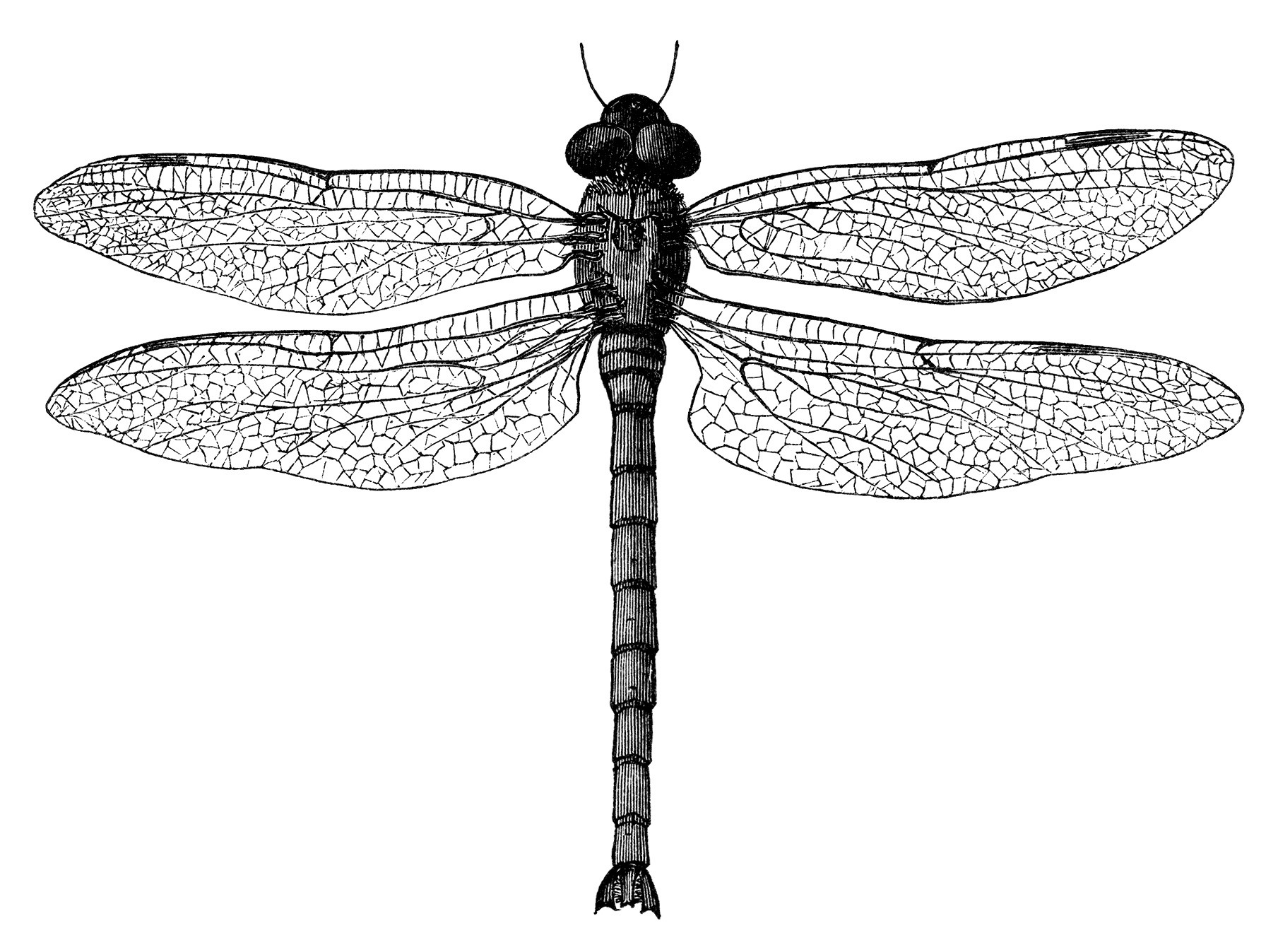 Detail Dragonfly Pics Free Nomer 30