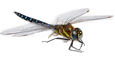 Detail Dragonfly Png Nomer 13