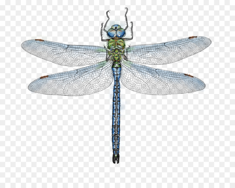 Detail Dragonfly Png Nomer 19