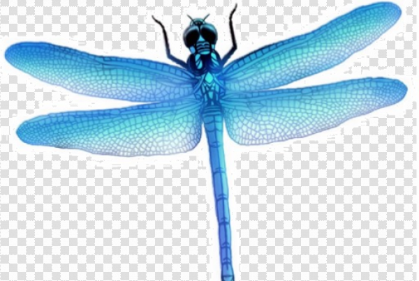 Detail Dragonfly Png Nomer 20