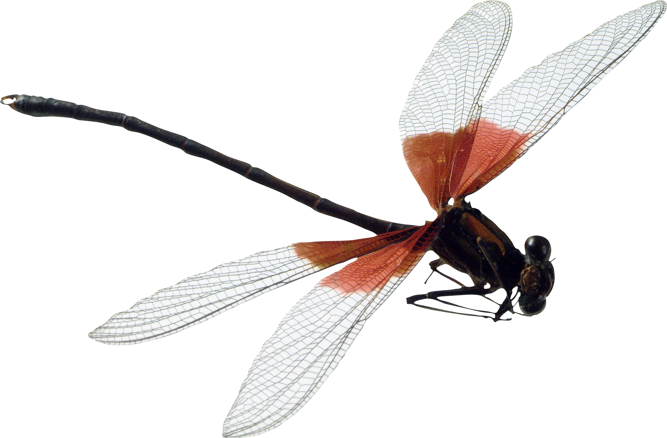 Detail Dragonfly Png Nomer 29