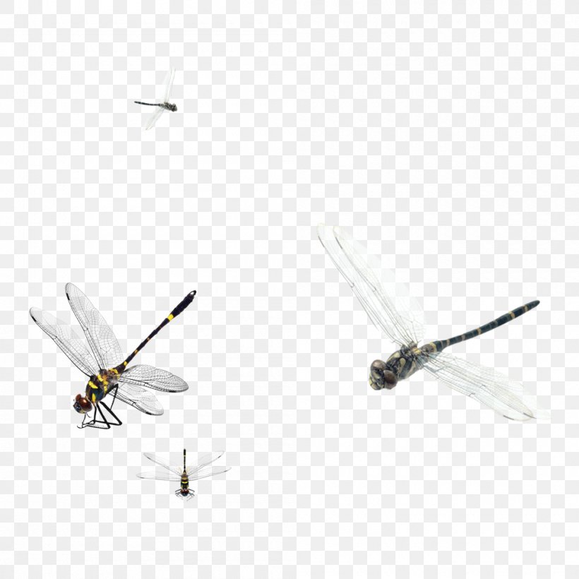 Detail Dragonfly Png Nomer 47