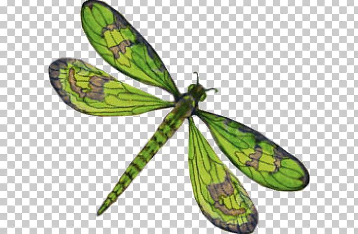 Detail Dragonfly Png Clipart Nomer 17