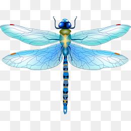 Detail Dragonfly Png Clipart Nomer 22