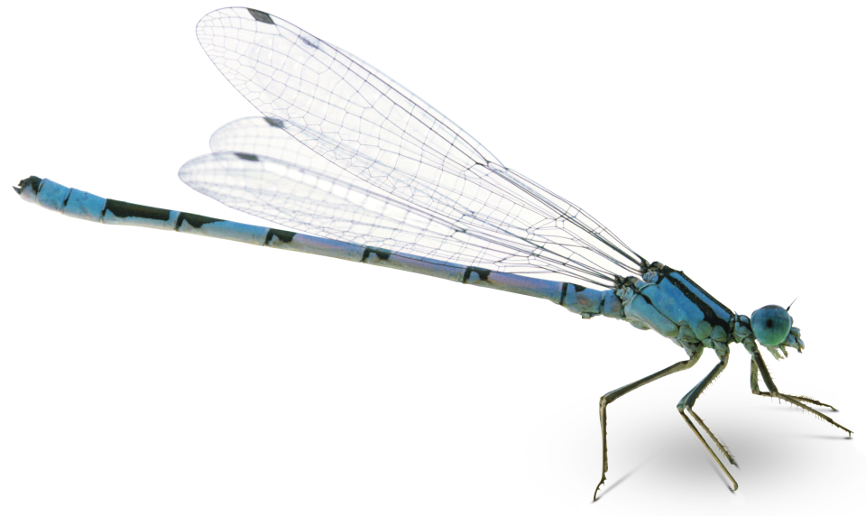 Detail Dragonfly Png Clipart Nomer 38