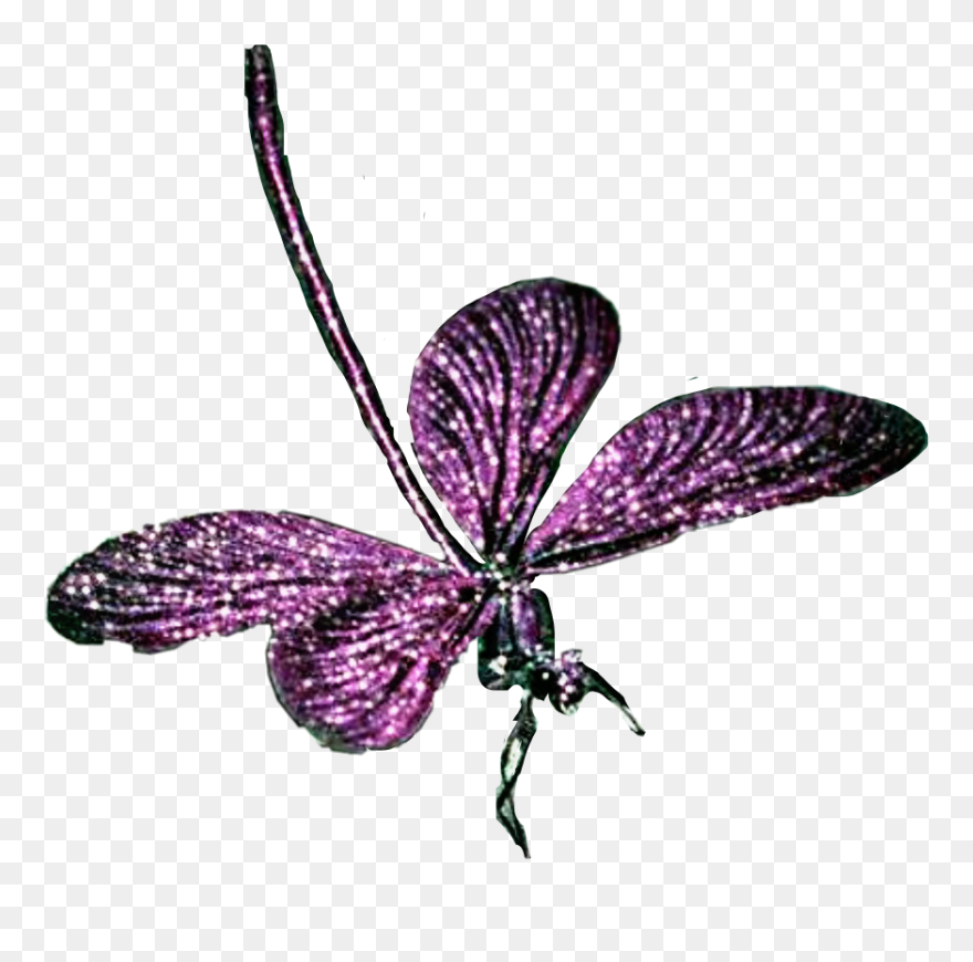 Detail Dragonfly Png Clipart Nomer 55