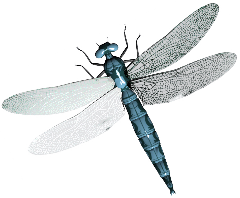 Detail Dragonfly Png Clipart Nomer 10