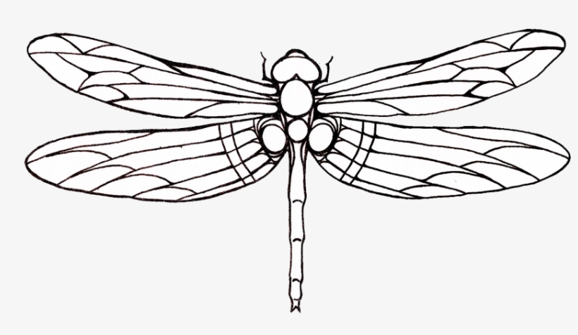 Detail Dragonfly Silhouette Clip Art Nomer 47