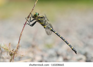 Detail Dragonfly Spoon Ring Nomer 42