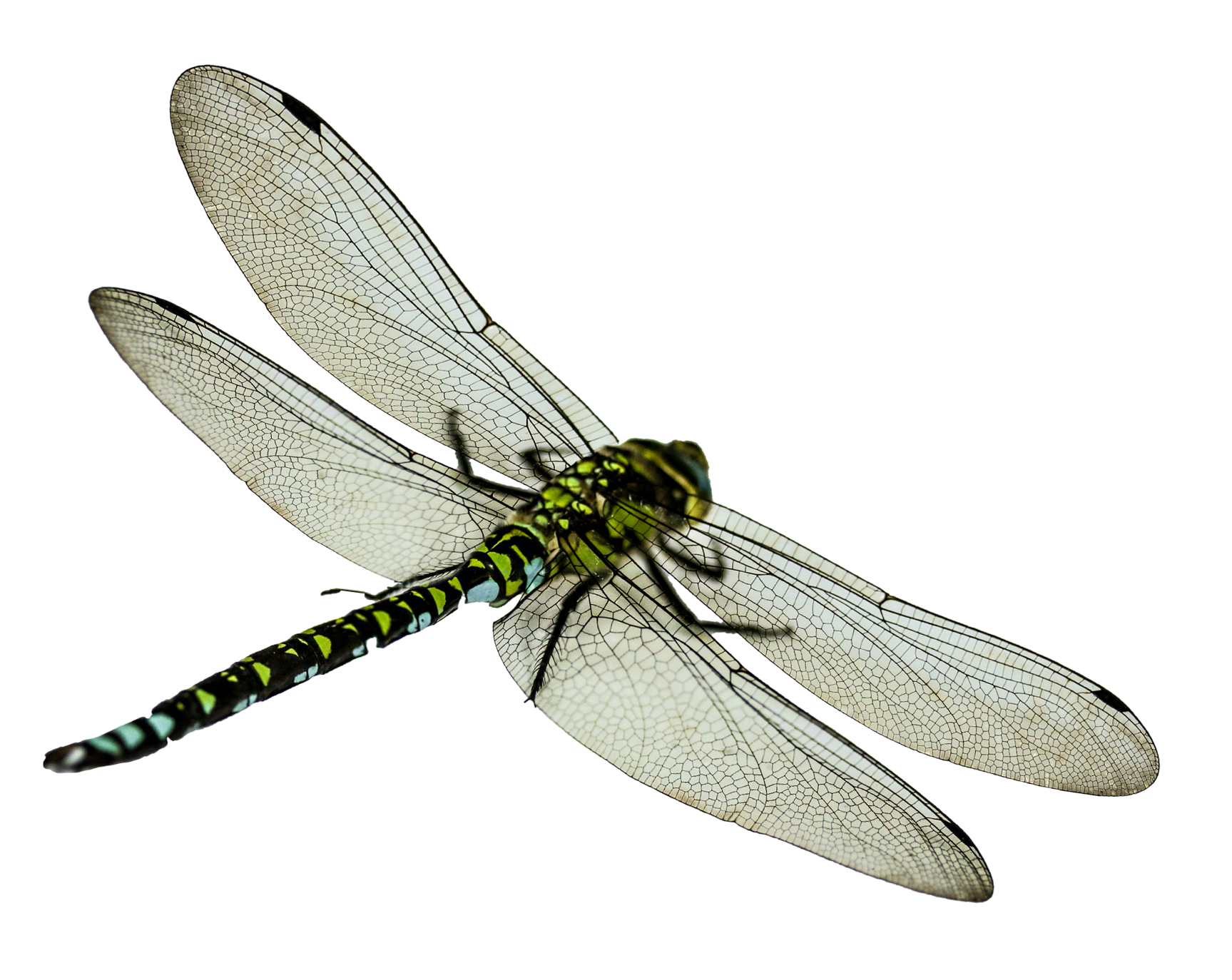 Dragonfly Transparent - KibrisPDR