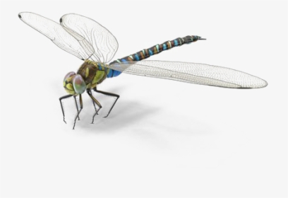 Detail Dragonfly Transparent Nomer 11