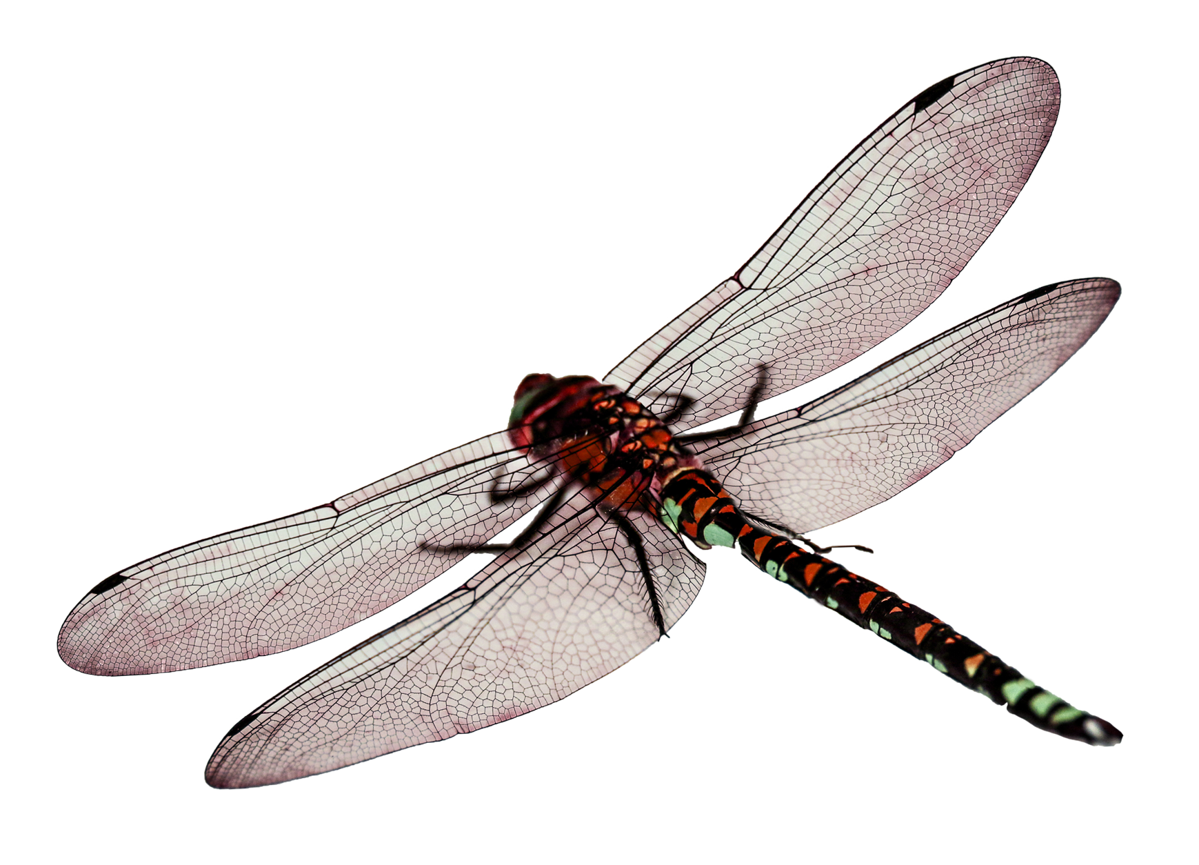 Detail Dragonfly Transparent Nomer 12