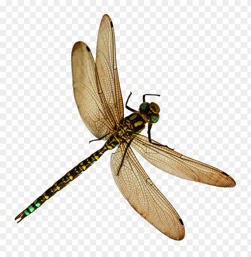 Detail Dragonfly Transparent Nomer 13