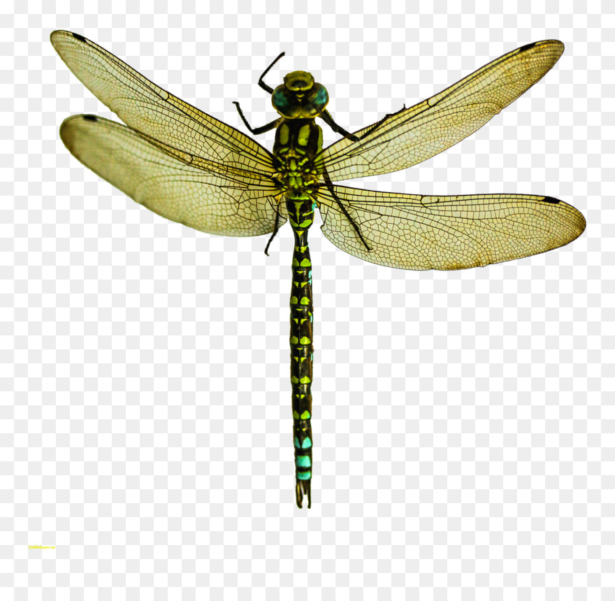 Detail Dragonfly Transparent Nomer 15
