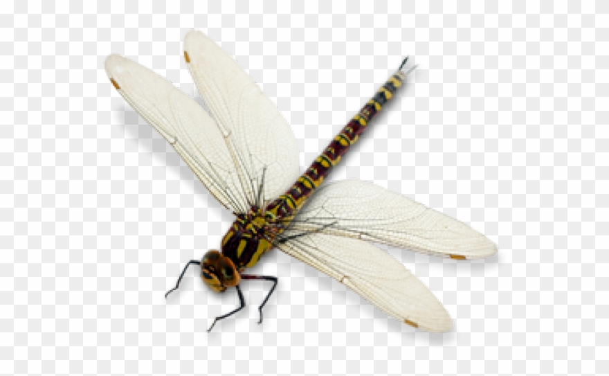 Detail Dragonfly Transparent Nomer 16