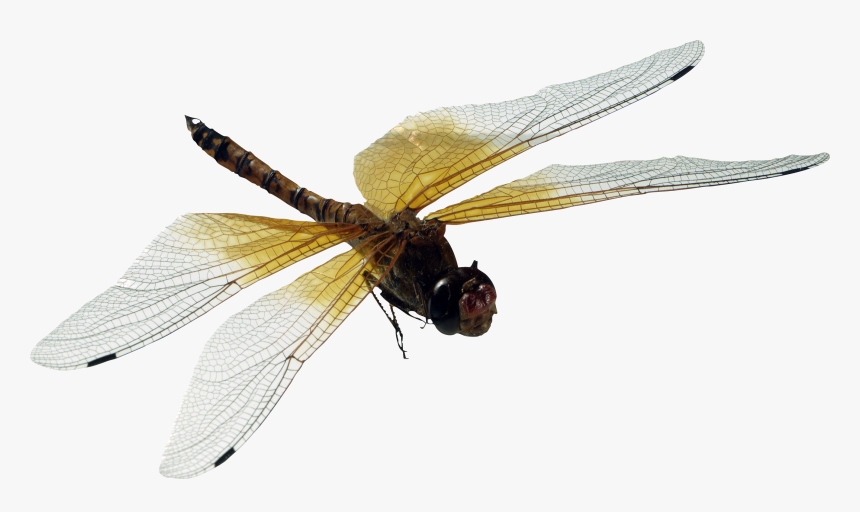 Detail Dragonfly Transparent Nomer 19