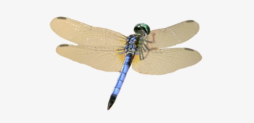 Detail Dragonfly Transparent Nomer 21