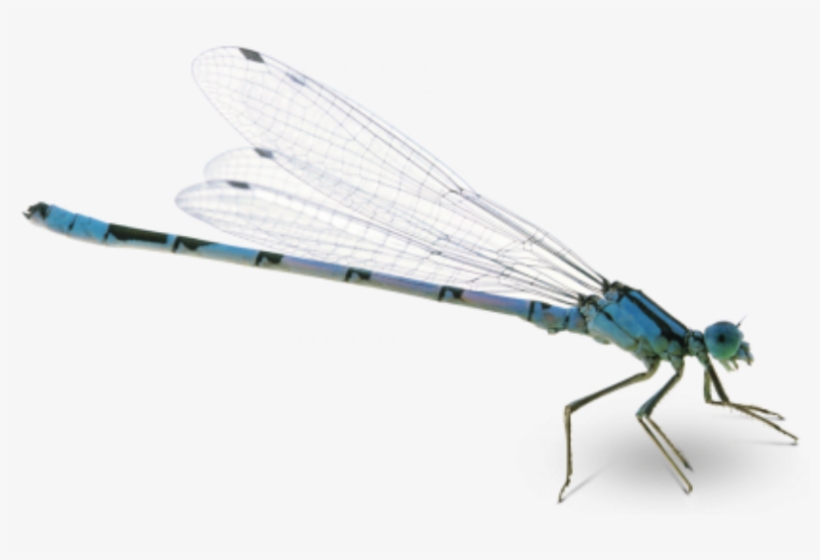 Detail Dragonfly Transparent Nomer 23