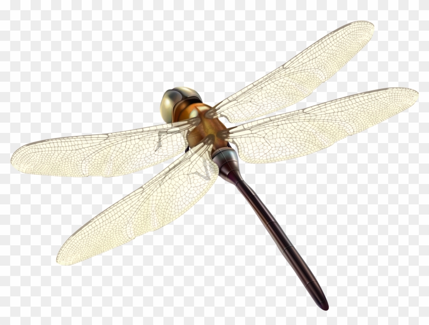 Detail Dragonfly Transparent Nomer 26