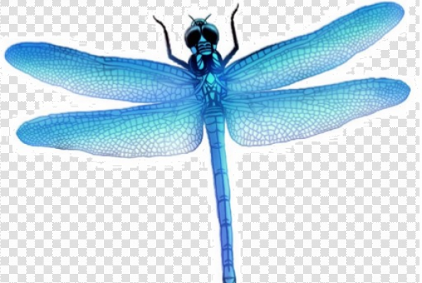 Detail Dragonfly Transparent Nomer 27