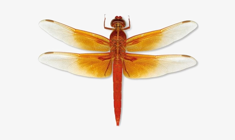 Detail Dragonfly Transparent Nomer 28