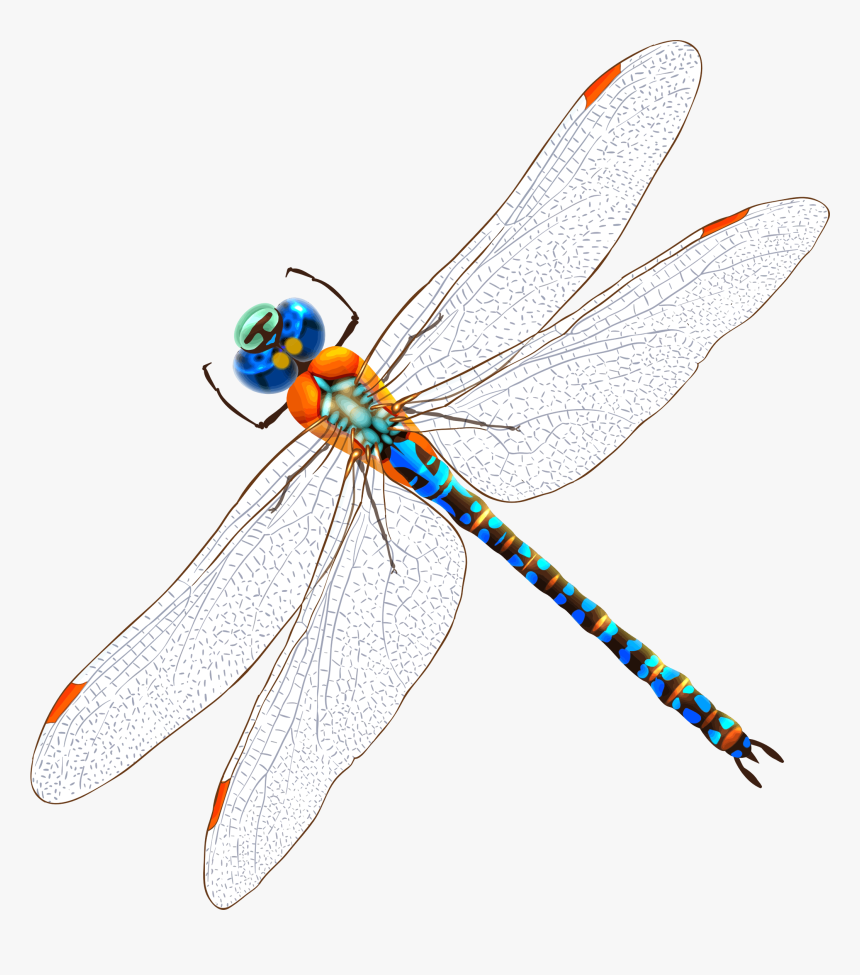 Detail Dragonfly Transparent Nomer 29