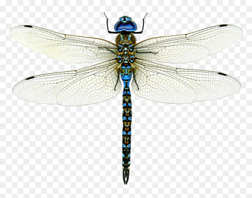 Detail Dragonfly Transparent Nomer 4