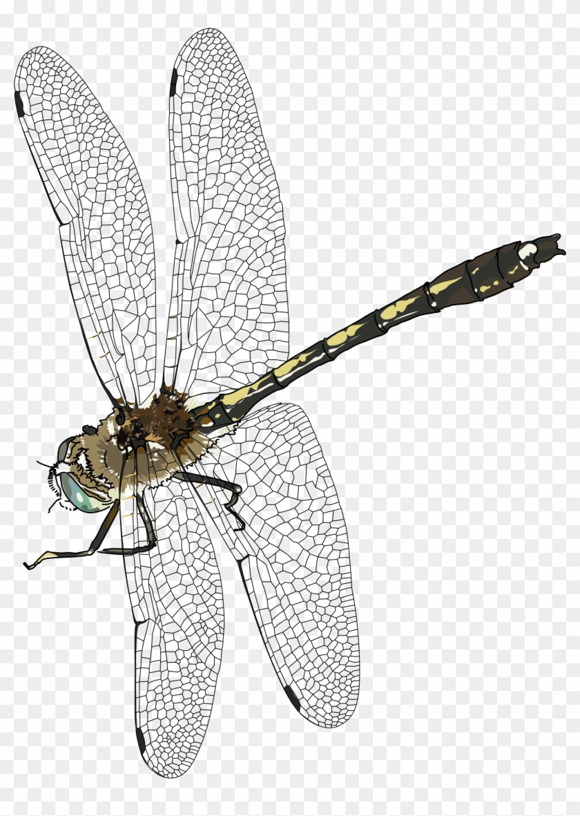 Detail Dragonfly Transparent Nomer 30