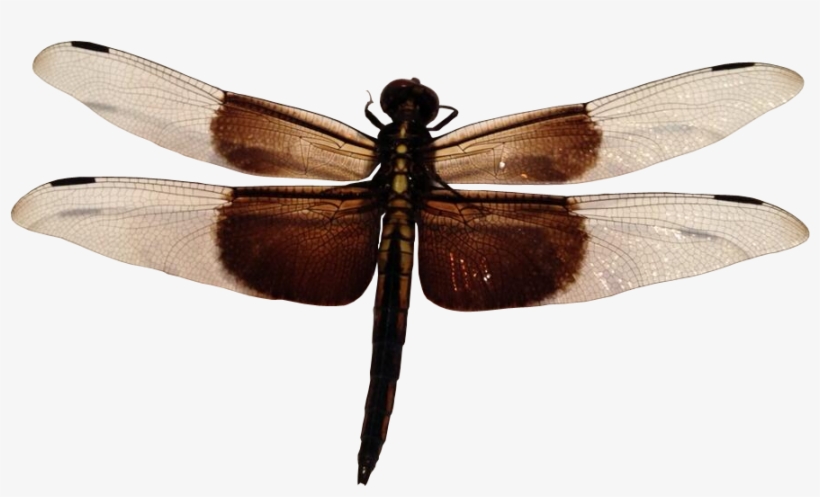 Detail Dragonfly Transparent Nomer 32