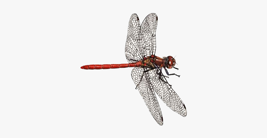 Detail Dragonfly Transparent Nomer 34