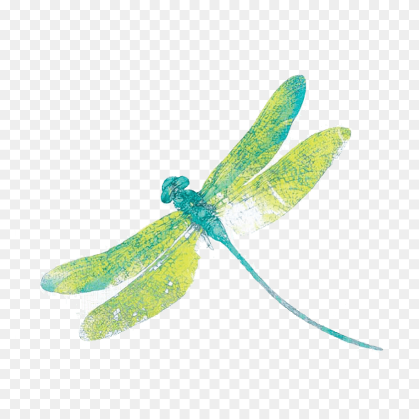 Detail Dragonfly Transparent Nomer 35